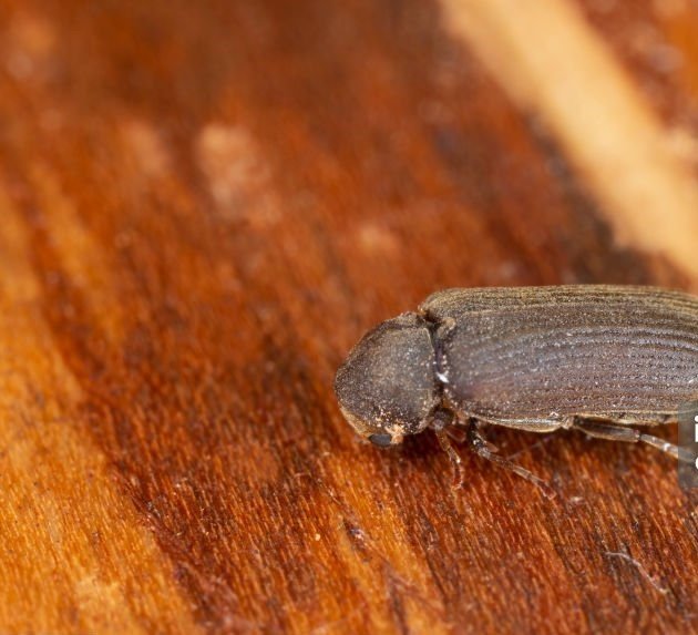 wood borer control